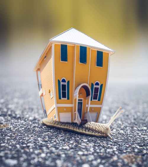 microphotography of orange and blue house miniature on brown snail s back